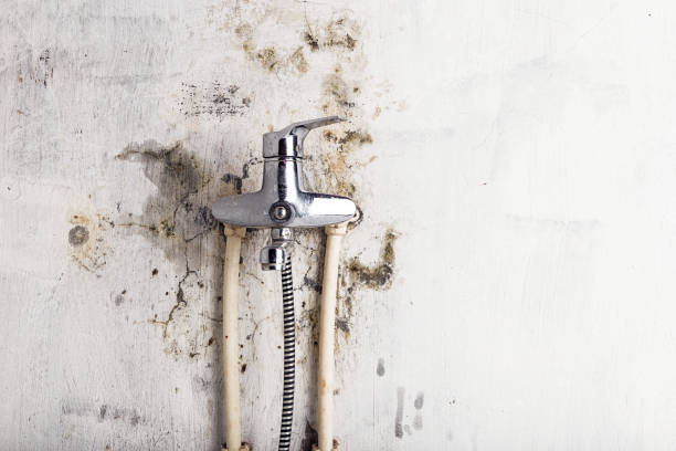 Best Office Mold Removal Services  in Canton Valley, CT