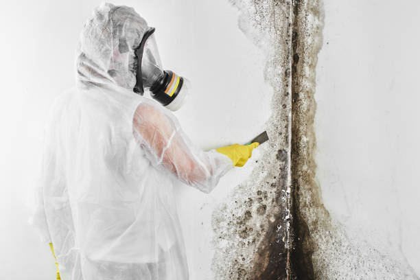 Certified Mold Removal in Canton Valley, CT