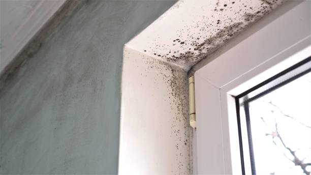 Best Mold Testing  in Canton Valley, CT
