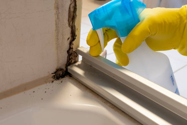Best Commercial Mold Removal  in Canton Valley, CT