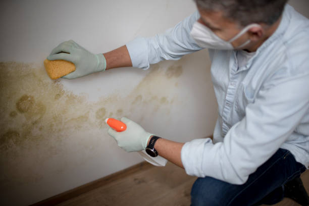 Best Same-Day Mold Removal  in Canton Valley, CT