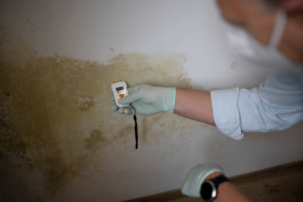 Best Mold Remediation Experts  in Canton Valley, CT