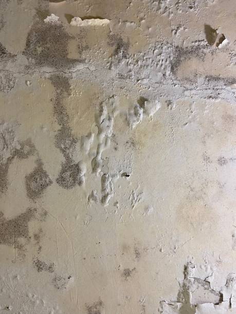 Best Mold Damage Repair  in Canton Valley, CT
