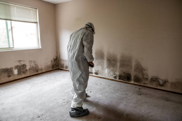 Best Emergency Mold Removal  in Canton Valley, CT