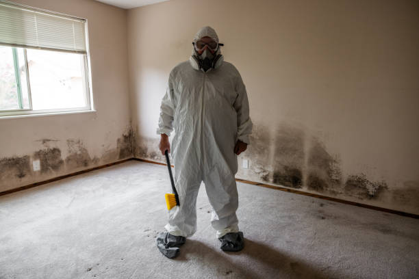 Mold Testing and Removal in Canton Valley, CT