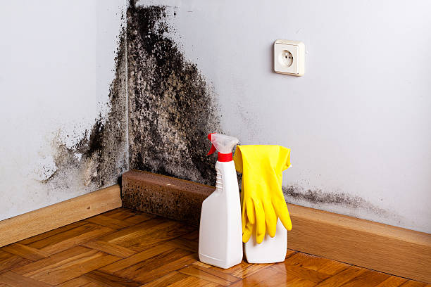 Trusted Canton Valley, CT Mold Removal Experts