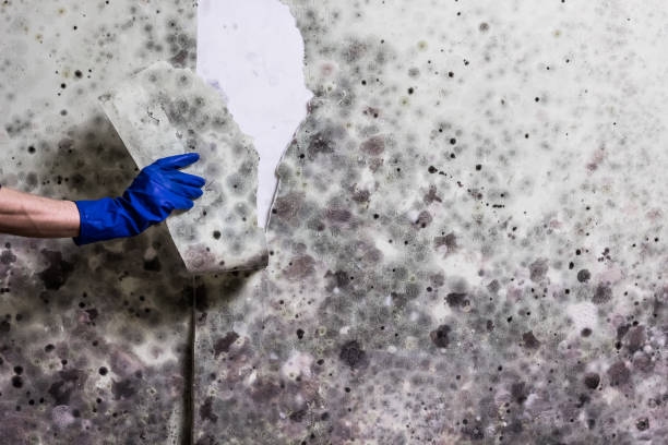 Best Best Mold Removal Companies  in Canton Valley, CT