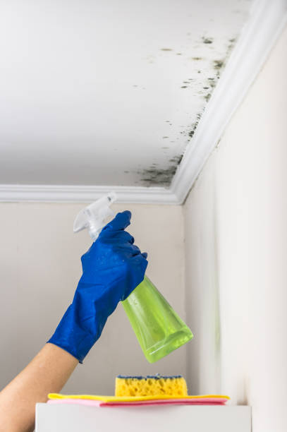 Professional Mold Removal in Canton Valley, CT